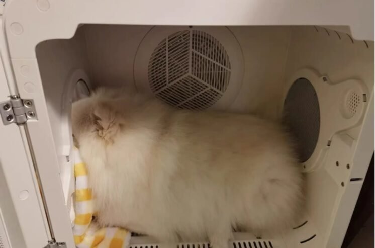 UCAT Pet Drying Box – Smart, Silent, Compact Dryer for Cats and Small Dogs