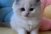 Ragdoll Kitten