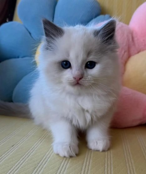 Ragdoll Kitten