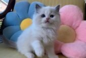 Ragdoll Kitten