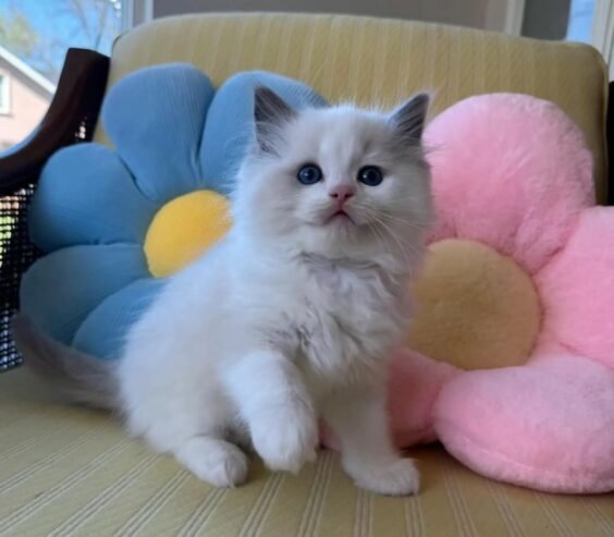 Ragdoll Kitten