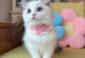 Ragdoll Kitten