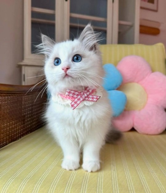 Ragdoll Kitten