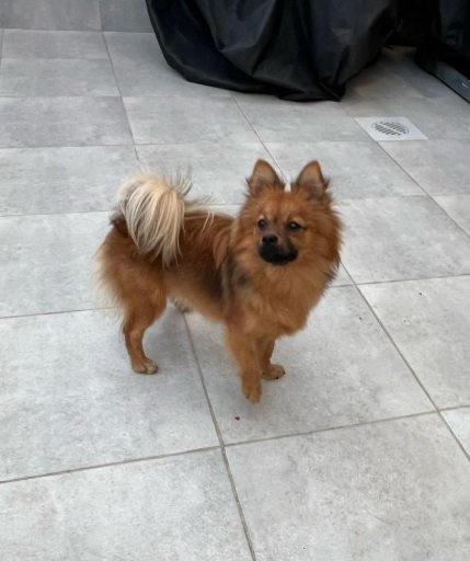 كلب بومرينيان