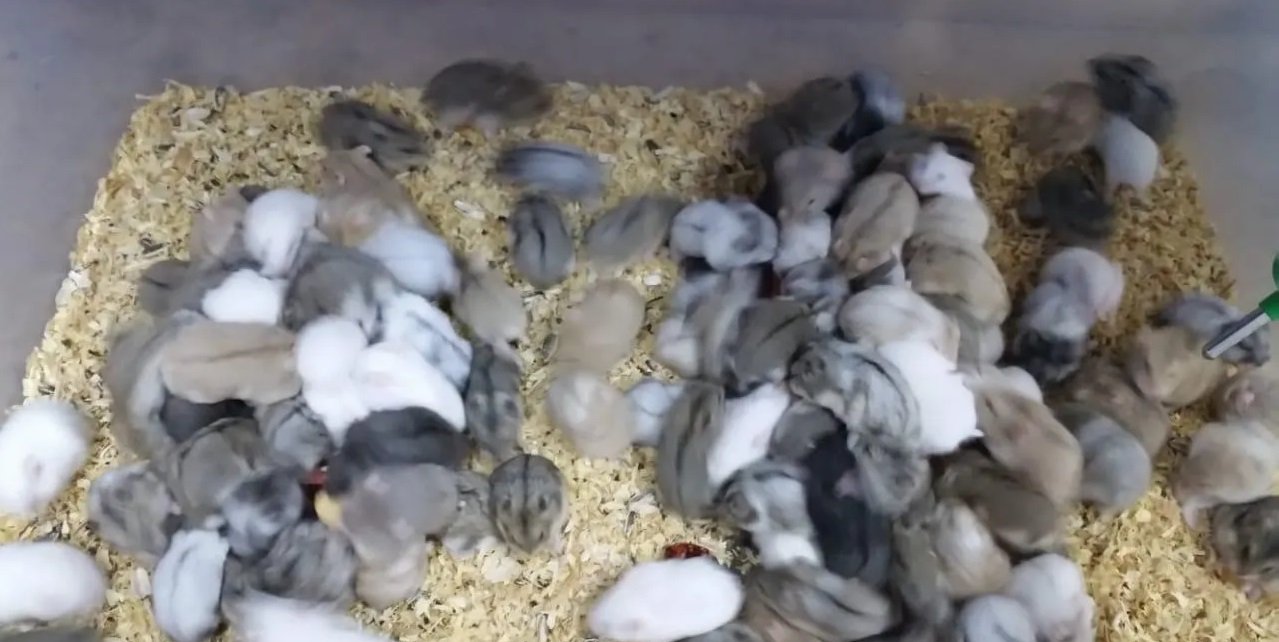 هامستر روسي القزم