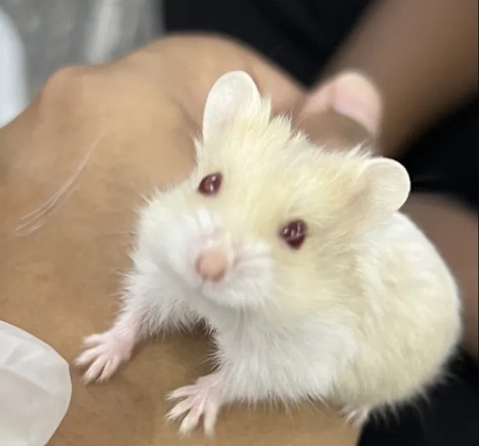 هامستر روسي القزم