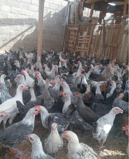 صوص فيومي للبيع