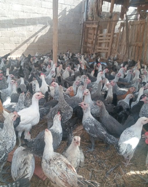 صوص فيومي للبيع