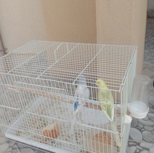 طيور حب جوز منتج