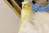 لاتينو وليف للبيع