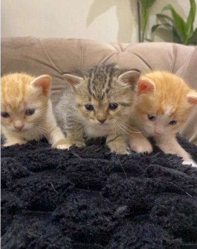 قطط للبيع نظيفه ولعوبه