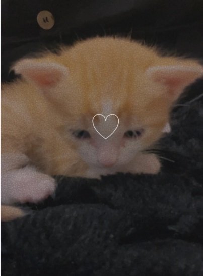 قطط للبيع نظيفه ولعوبه