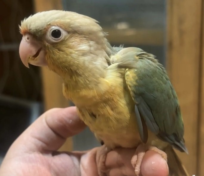 فرخ ببغاء كنيور سينمون تركواز إنتاج محلي للبيع