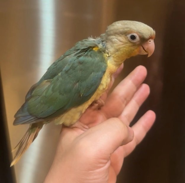 فرخ ببغاء كنيور سينمون تركواز إنتاج محلي للبيع