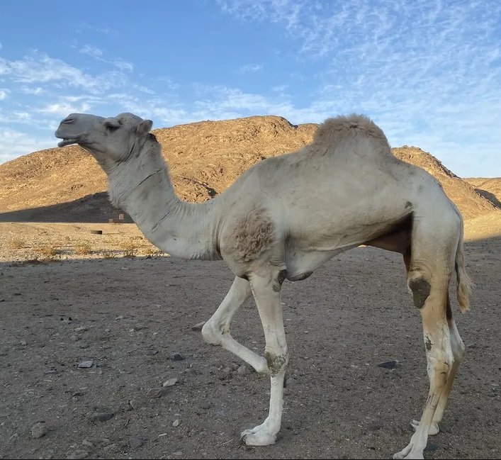 جمل حرا سلله طيب