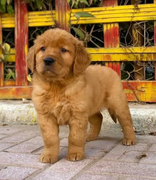 جولدن رتريفر