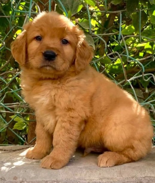 جولدن رتريفر