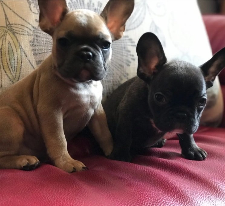 فرنش بولدوج