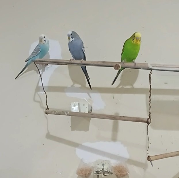 عصافير زينه بالقفص للبيع