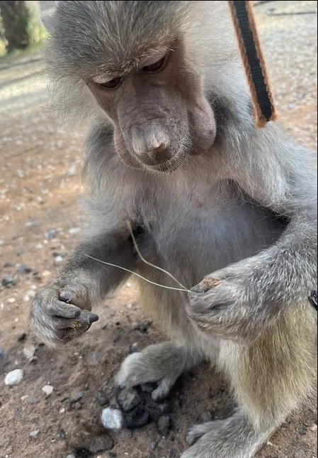 قرده للبيع صغيره