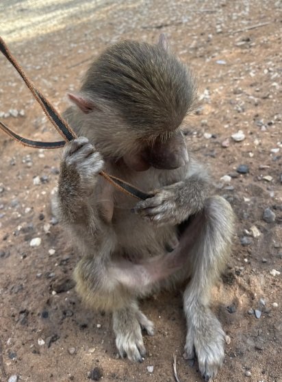 قرده للبيع صغيره