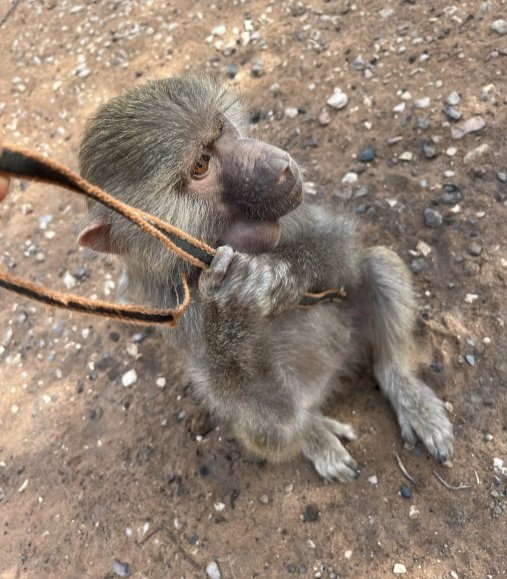 قرده للبيع صغيره