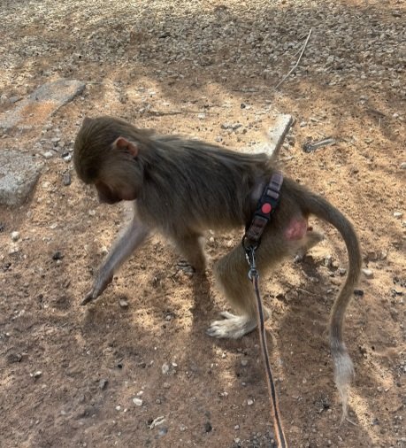 قرده للبيع صغيره