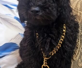 Untitled990123456789012345601234501234560