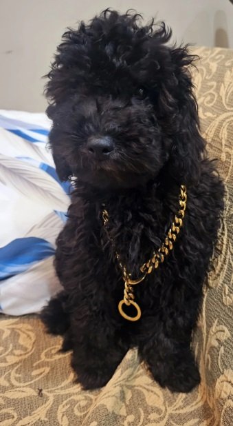 بودل بيور poodel peur