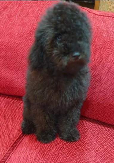 بودل بيور poodel peur