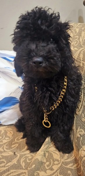 بودل بيور poodel peur