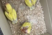 Love Birds for sale