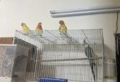 Love Birds for sale