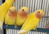 Love bird عصفور روز عمره شهرين 150الحبة SR +التوصيل صحتهم جيدة