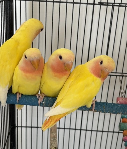 Love bird عصفور روز عمره شهرين 150الحبة SR +التوصيل صحتهم جيدة