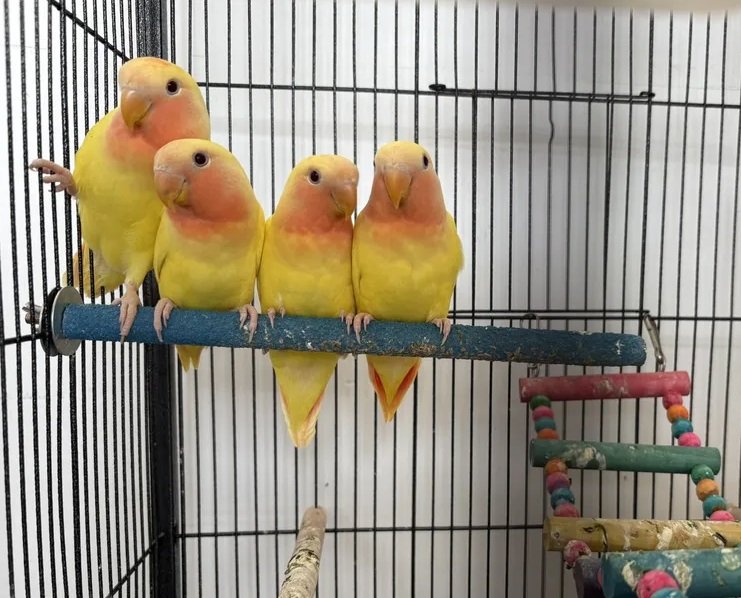 Love bird عصفور روز عمره شهرين 150الحبة SR +التوصيل صحتهم جيدة