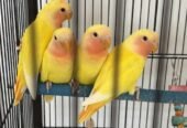 Love bird عصفور روز عمره شهرين 150الحبة SR +التوصيل صحتهم جيدة