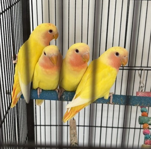 Love bird عصفور روز عمره شهرين 150الحبة SR +التوصيل صحتهم جيدة