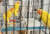 Love bird عصفور روز عمره شهرين 150الحبة SR +التوصيل صحتهم جيدة