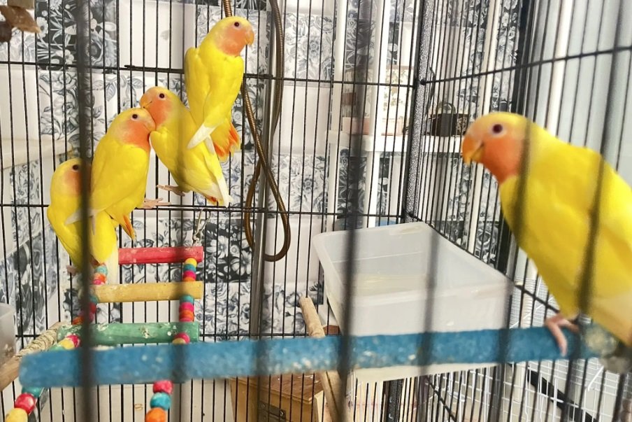 Love bird عصفور روز عمره شهرين 150الحبة SR +التوصيل صحتهم جيدة