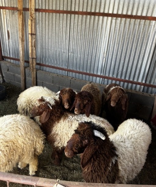 للبيع ضحايا