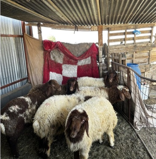 للبيع ضحايا