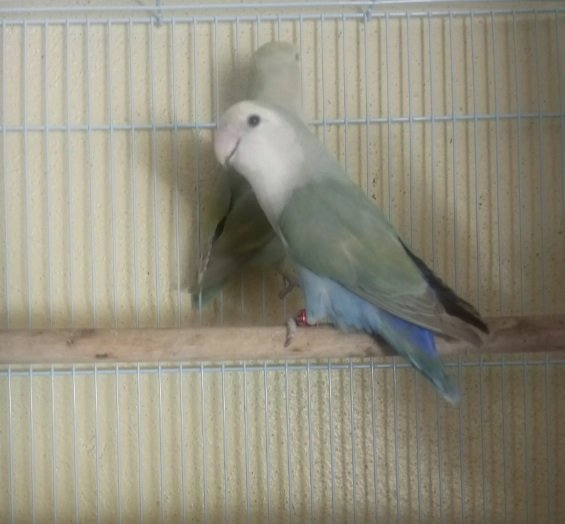 جوز روز للبيع عمره فوق السنه