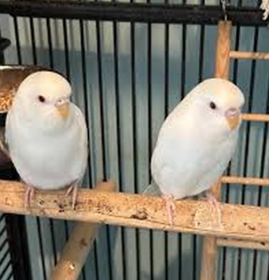 طيور جميلة زوجان من الطيور