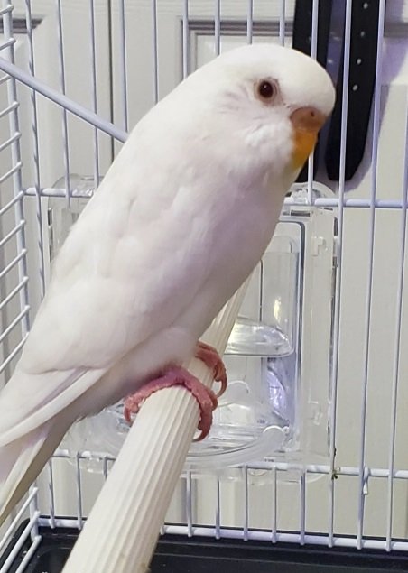 طيور جميلة زوجان من الطيور