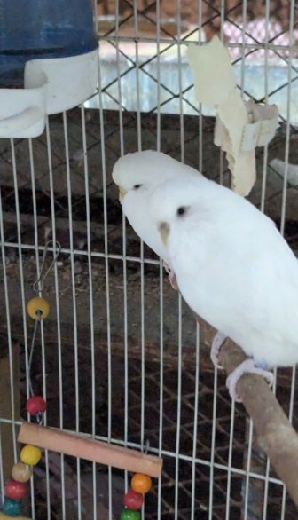 طيور جميلة زوجان من الطيور