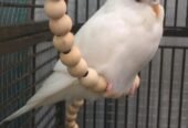 طيور جميلة زوجان من الطيور