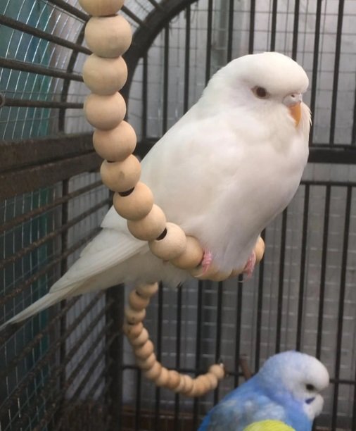 طيور جميلة زوجان من الطيور