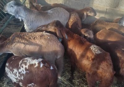 a82a6740c10540fac99a374c6970aac4a997cc9dc14d6cb450391fe3e5dd46f3