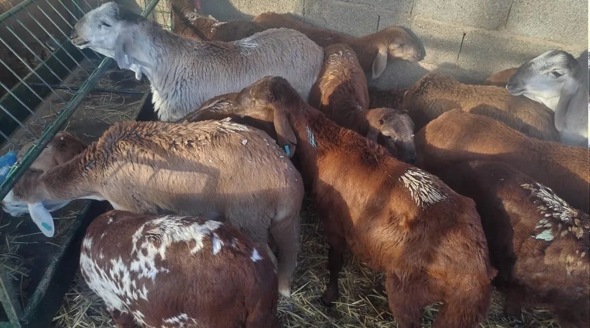 خراف سواكنیه مطعمه صحه جوده ضمان اسرع واحجز الكمیه محدوده